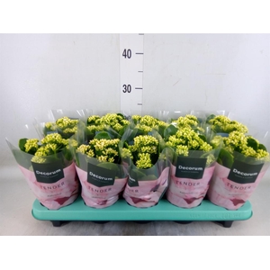 Kalanchoe blos. 'Serenity Silk'