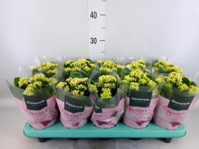 <h4>Kalanchoe blos. 'Serenity Silk'</h4>