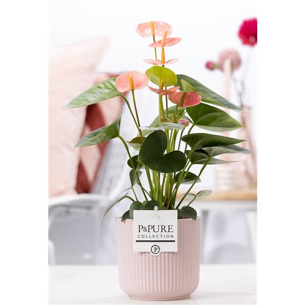 Anthurium pink (Spirit) in P&PURE Sophie cer. pink