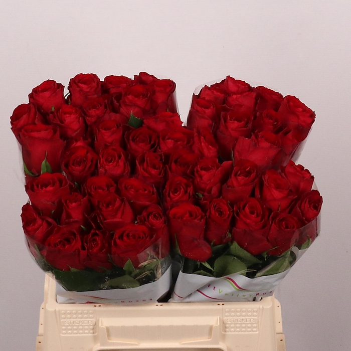 <h4>R GR MADAM RED</h4>