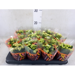 Kalanchoe blos. 'Calandiva Whites'