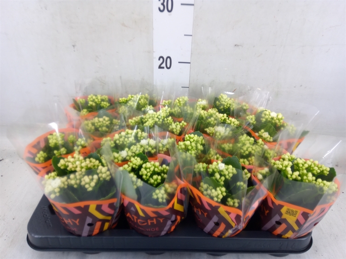 <h4>Kalanchoe blos. 'Calandiva Whites'</h4>