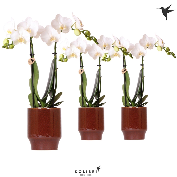 <h4>Kolibri Orchids Phalaenopsis white 2 spike in Classy pot red</h4>