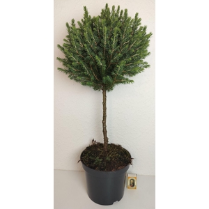 PICEA GLAUCA p19 stam en bol
