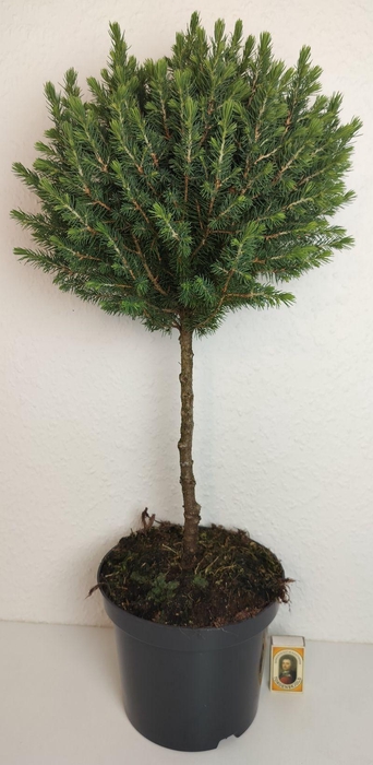 <h4>PICEA GLAUCA p19 stam en bol</h4>