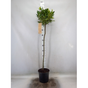 Laurus nobilis
