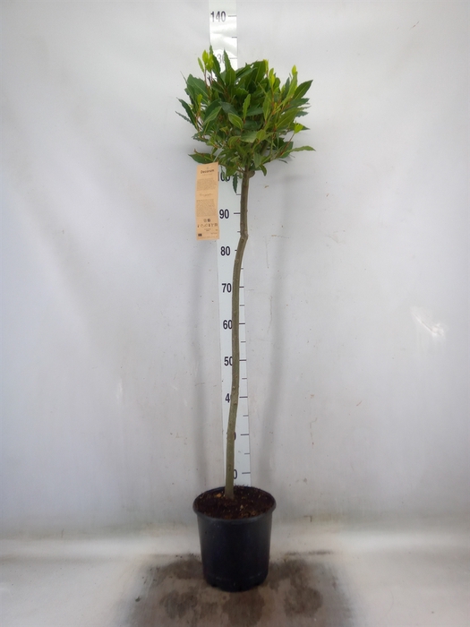 <h4>Laurus nobilis</h4>