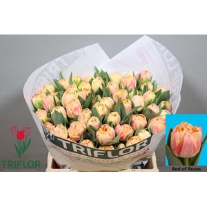 Tu Du Bed Of Roses