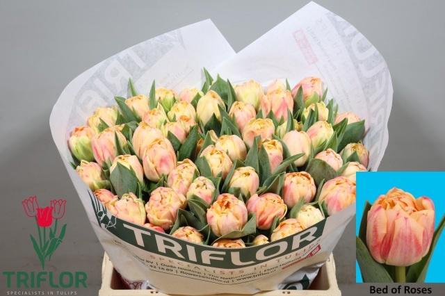 <h4>TU DU BED OF ROSES</h4>