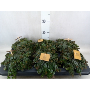 Sedum makinoi 'Kosmosje'