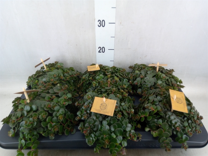 <h4>Sedum makinoi 'Kosmosje'</h4>