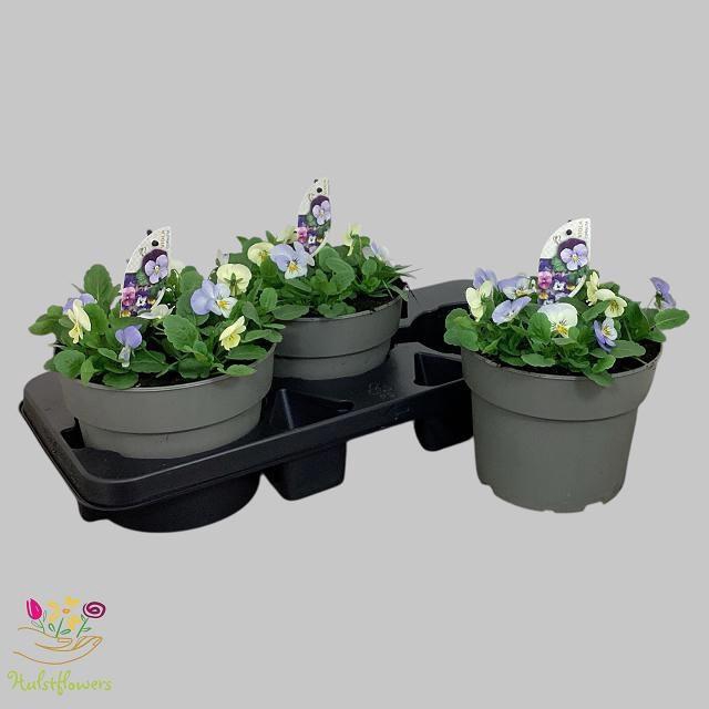 <h4>VIO CO EM YTT</h4>