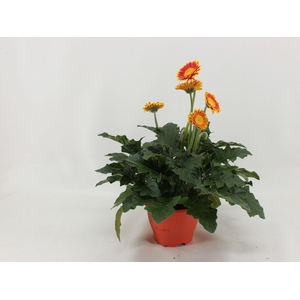 Gerbera XL Garvinea Blaze 4+ oranje
