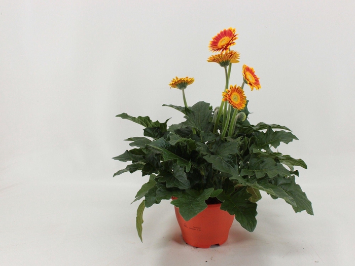 <h4>Gerbera XL Garvinea Blaze 4+ oranje</h4>