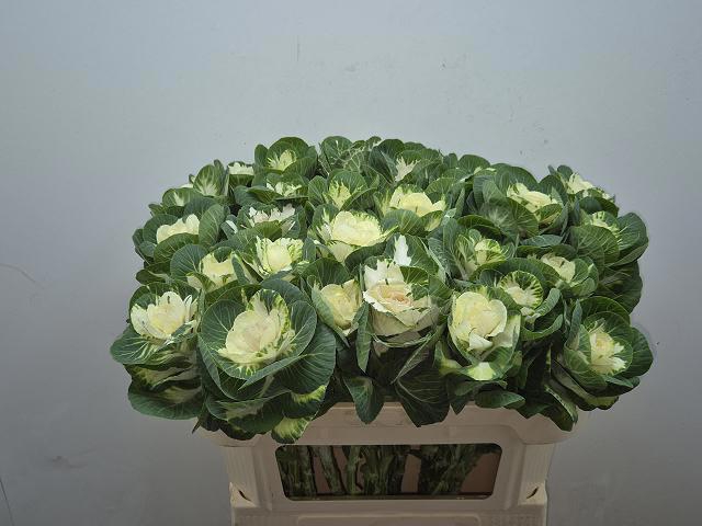 <h4>BRASS WHITE CRANE</h4>