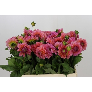Dahlia Pink Runner