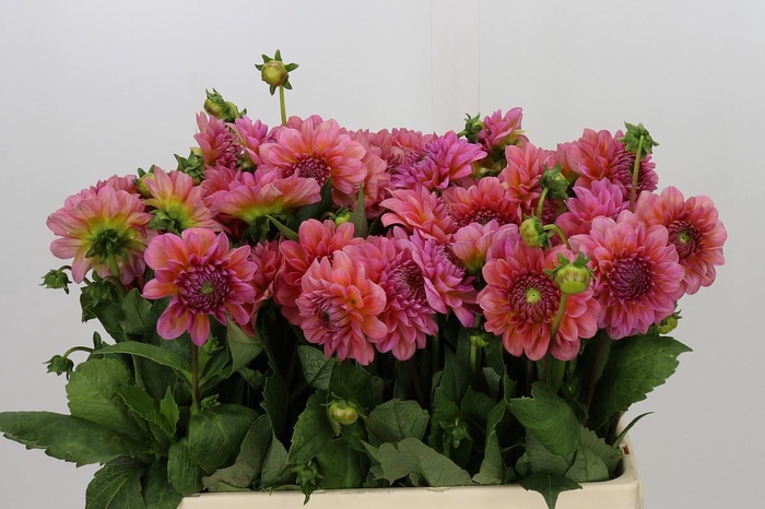 <h4>Dahlia Pink Runner</h4>