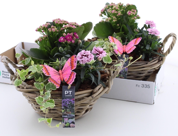 <h4>ARR TUINPLANTEN</h4>