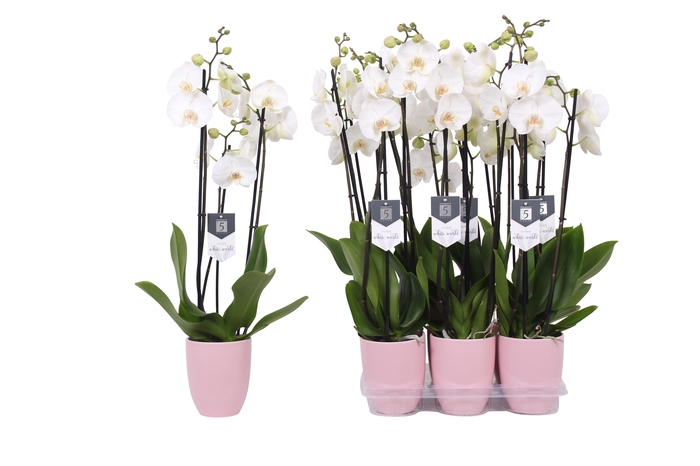 <h4>Phalaenopsis White World, 3-spike Pink Ceramics</h4>