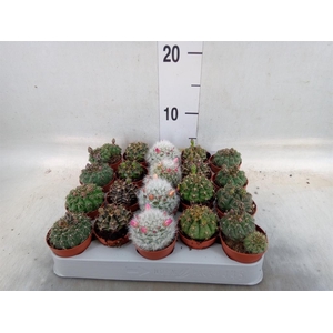 Cactus   ...flowering mix