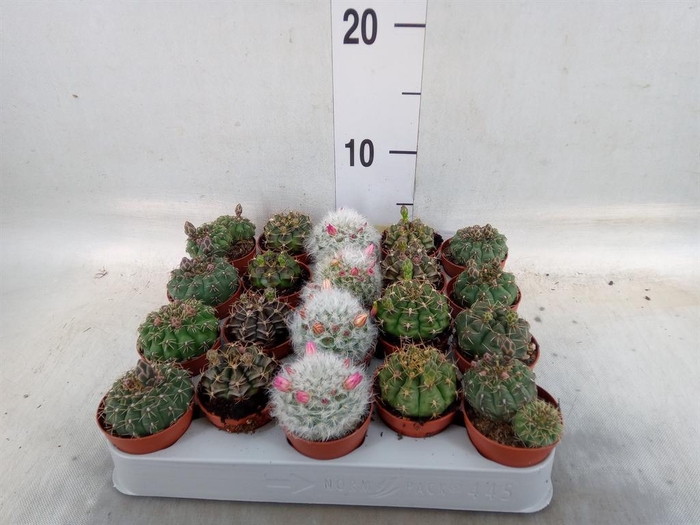 <h4>Cactus   ...flowering mix</h4>