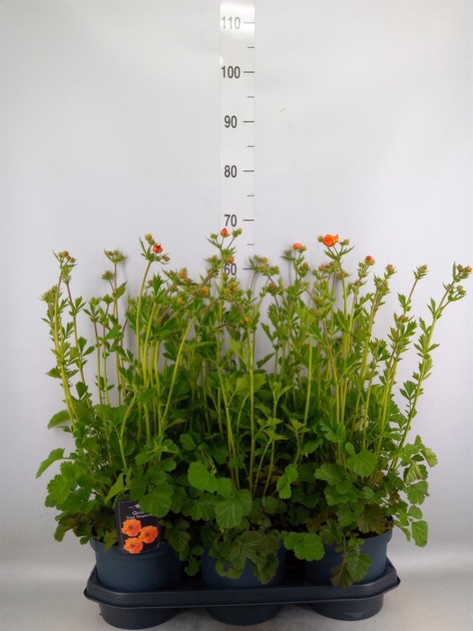 <h4>Geum chiloense</h4>