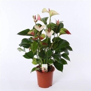 Anthurium Andr. Fantasy Love