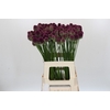 Allium Sphaerocephalon