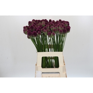 Allium Sphaerocephalon
