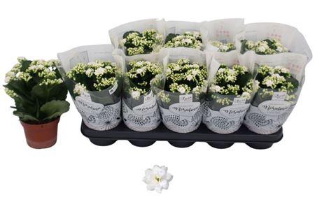 arr8 Kal Ge Don Dione