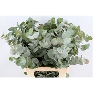 Euca Cinerea 70 Cm P Bunch (x5 Stem)