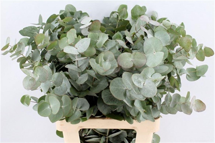 <h4>Euca Cinerea 70 Cm P Bunch (x5 Stem)</h4>