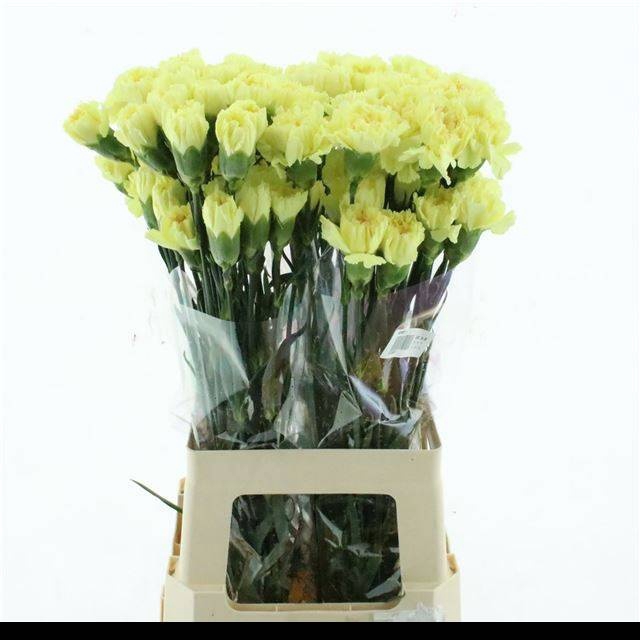 <h4>DI ST HERMES</h4>