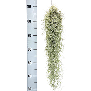 tillandsia usneoides grey medium x12