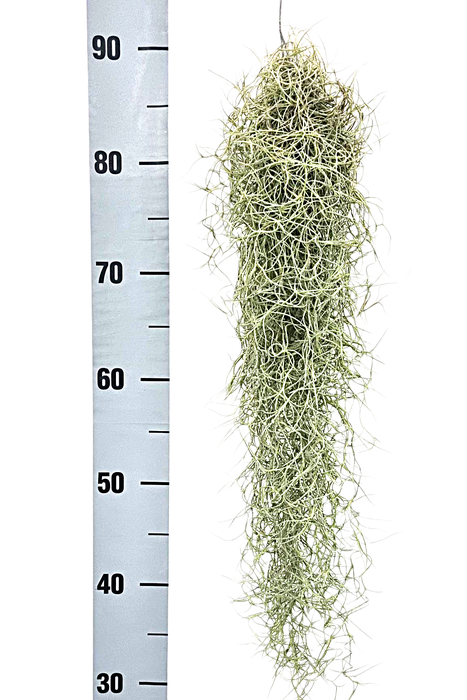 <h4>tillandsia usneoides grey medium x12</h4>