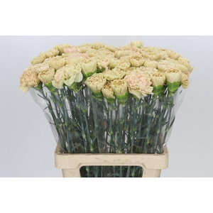 Dianthus St Lege Marrone