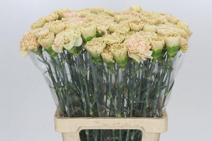 <h4>Dianthus St Lege Marrone</h4>