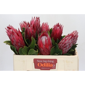 Protea Cynaroides Madiba