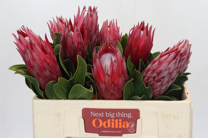 <h4>Protea Cynaroides Madiba</h4>