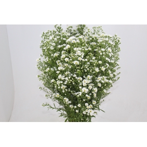 ASTER BRANCO 070