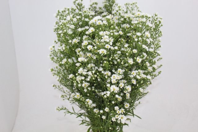 <h4>ASTER BRANCO 070 CM</h4>