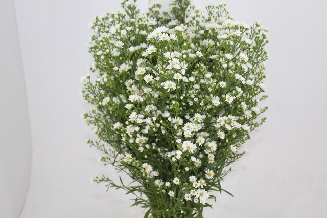 <h4>ASTER BRANCO 070</h4>