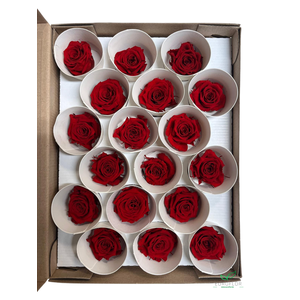 PRESERVED ROSES XS RED-02