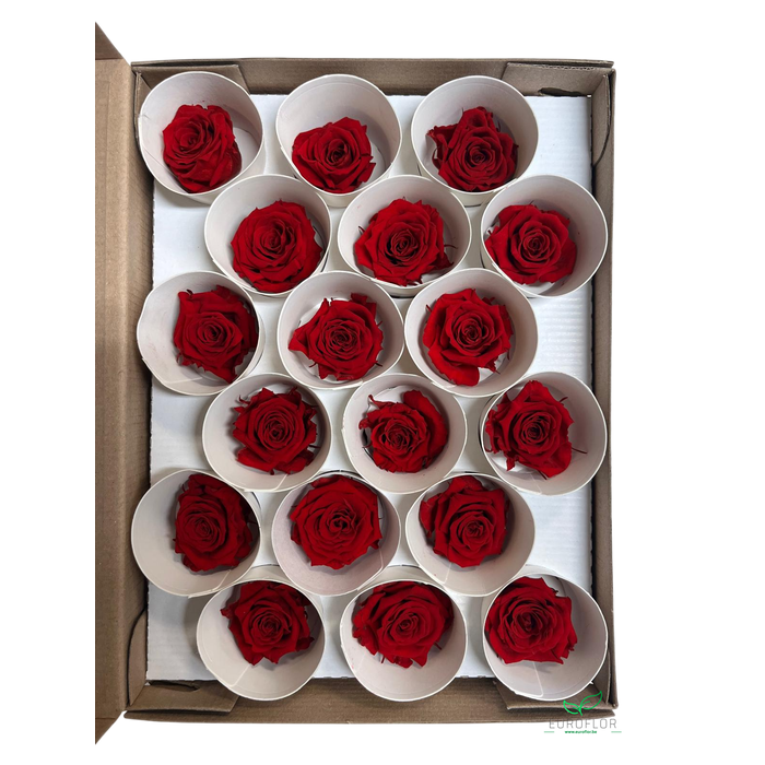 <h4>PRESERVED ROSES XS RED-02</h4>