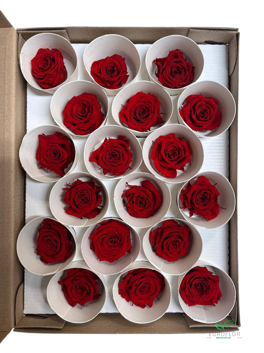 PRESERVED ROSES XS RED-02