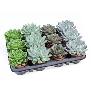 Echeveria special mix