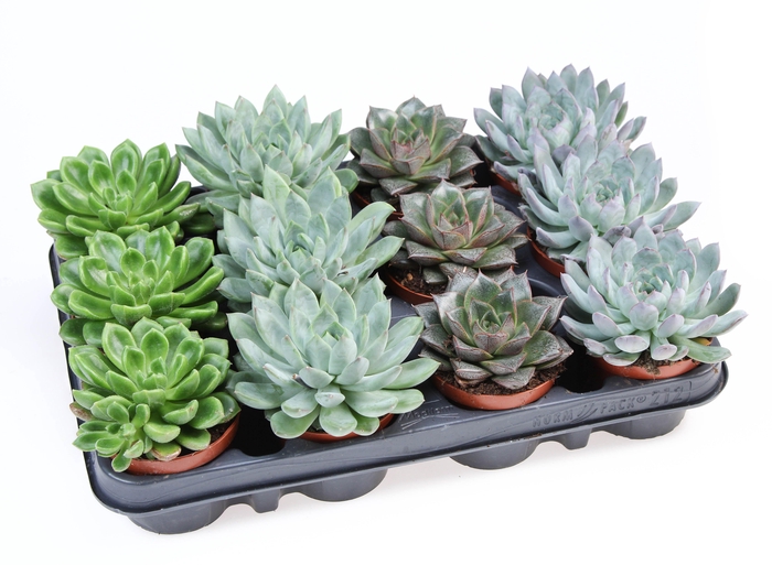 <h4>Echeveria special mix</h4>