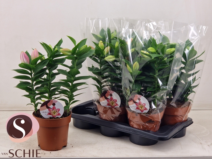 <h4>LIL OR SOUVENIR</h4>