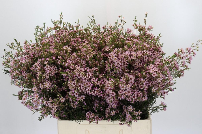 <h4>CHAME UN PINK DREAM</h4>