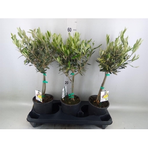 Olea europaea